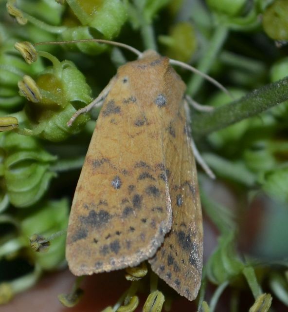 Cirrhia gilvago - foltos sárgabagoly