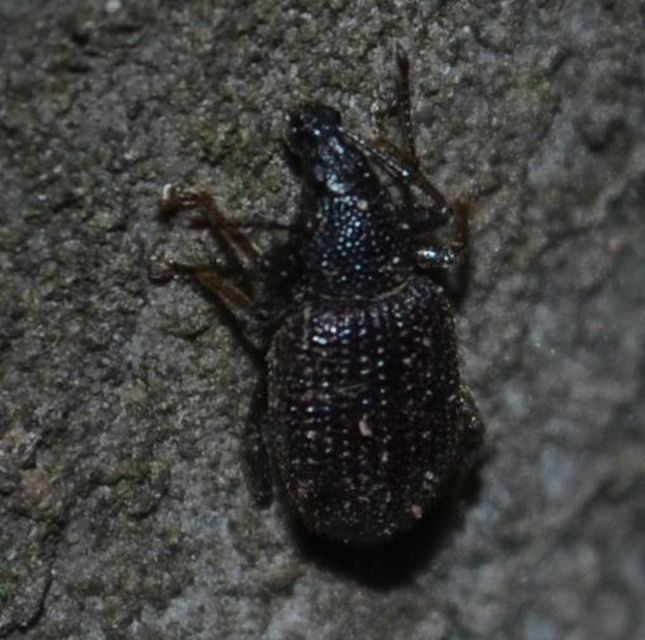 Otiorhynchus rugosostriatus - szamóca-gyalogormányos