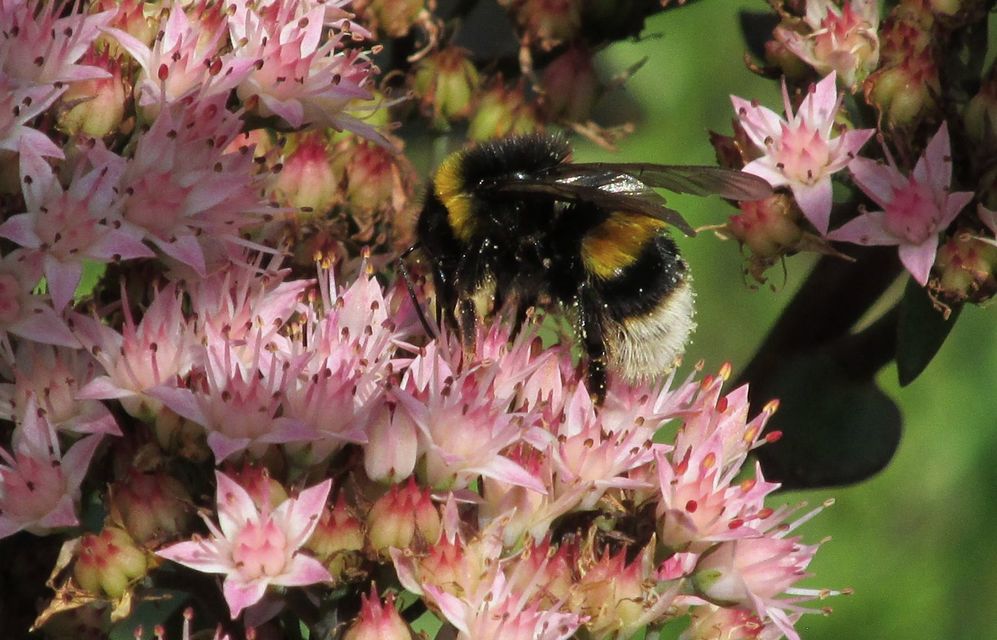 Bombus terrestris/lucorum