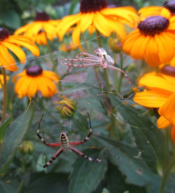 Argiope bruennichi - darázspók
