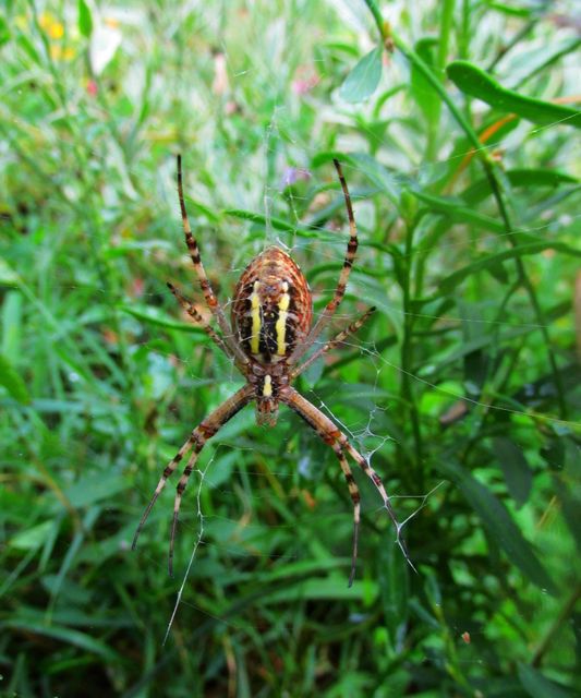 Argiope bruennichi - darázspók