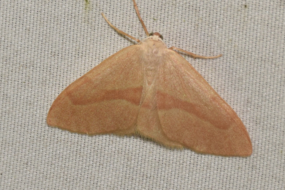Hylaea fasciaria - erdeifenyő-sávosaraszoló