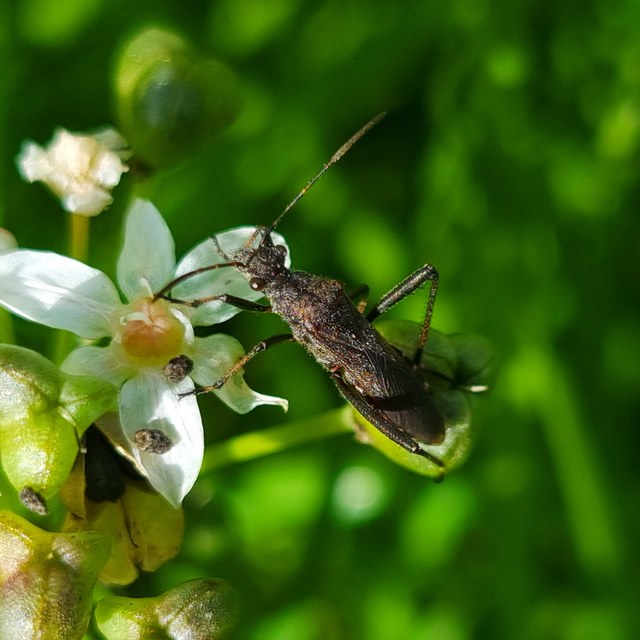 Alydus calcaratus - szőrös tövispoloska