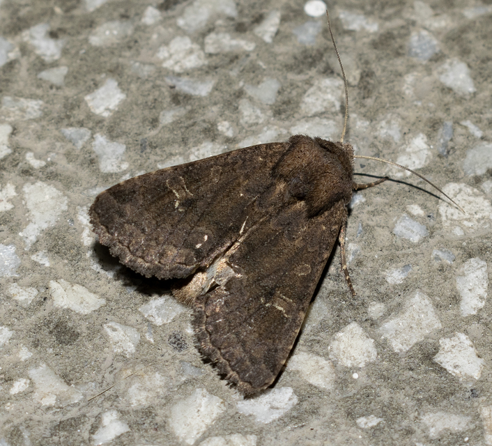 Aporophyla lutulenta - sziki őszibagoly