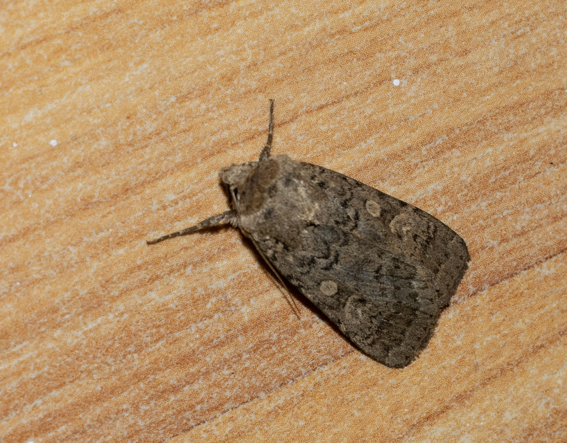 Rhyacia simulans - hamvas földibagoly
