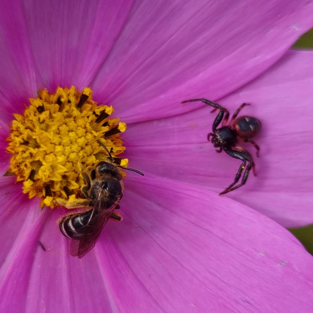 Synema globosum - fekete-sárga karolópók