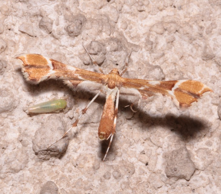Cnaemidophorus rhododactyla - rózsabogyó-tollasmoly