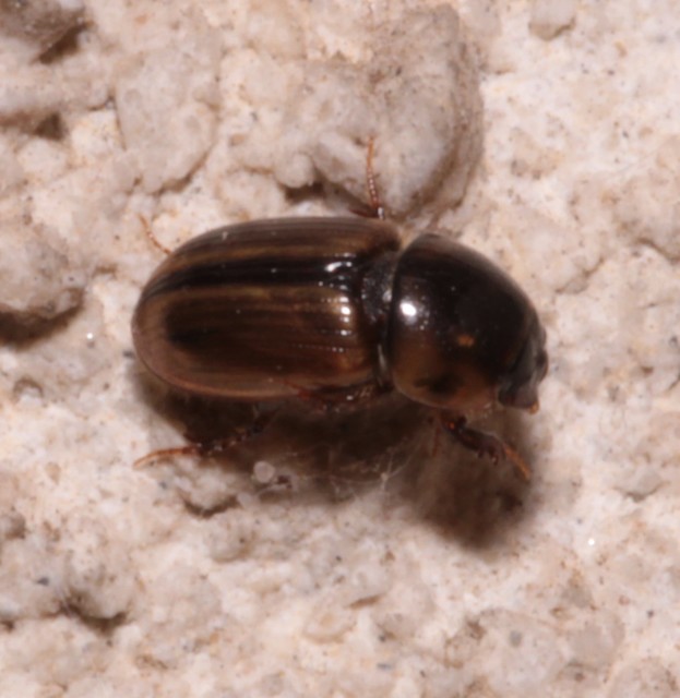 Aphodius lividus - turjáni trágyabogár
