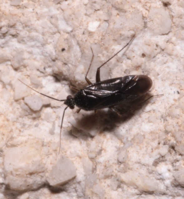 Plagiognathus arbustorum