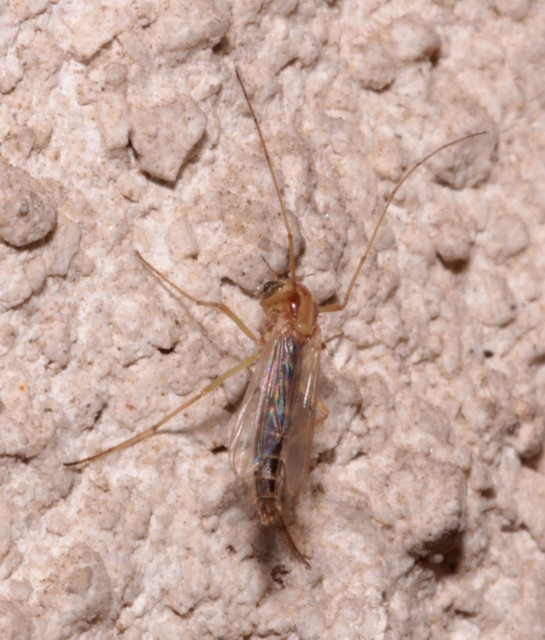 Chironominae