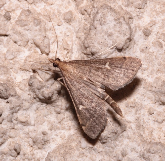 Dolicharthria punctalis - hosszúlábú tűzmoly