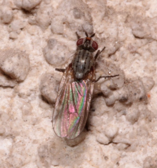Anthomyiidae - viráglegyek