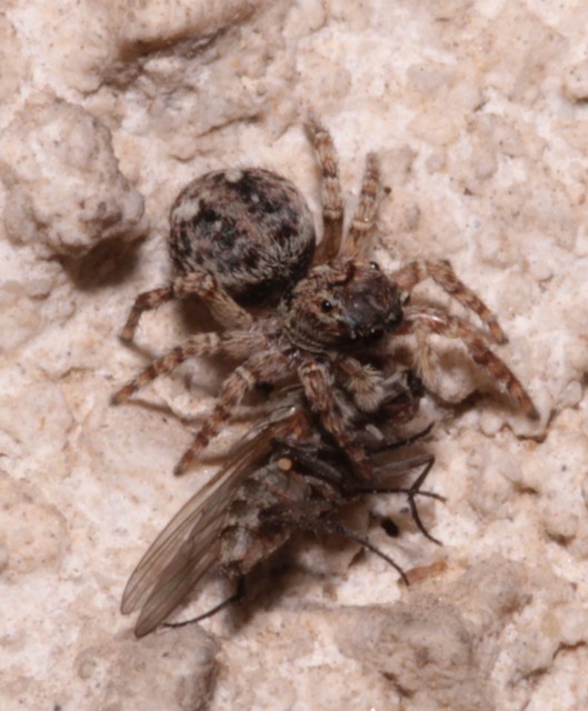 Attulus pubescens - bozontos ugrópók
