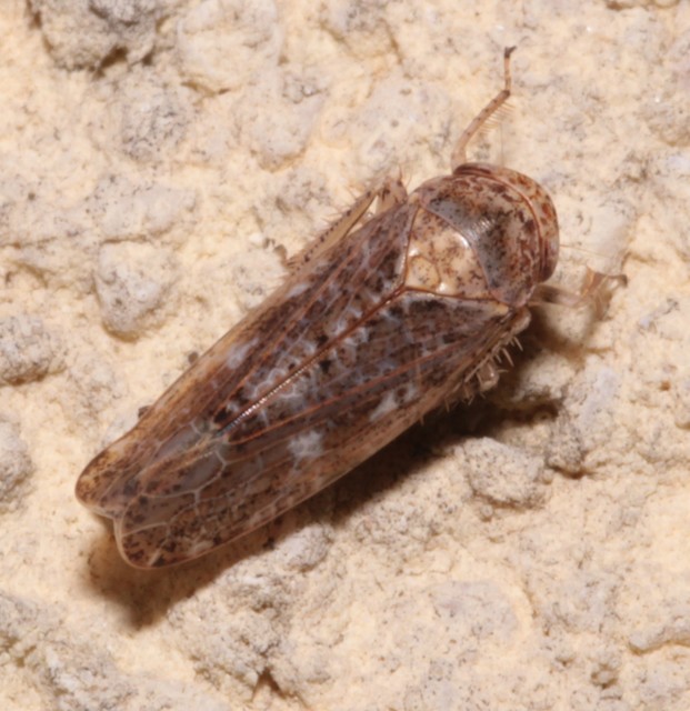 Allygidius