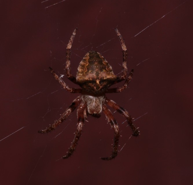 Araneus circe/angulatus