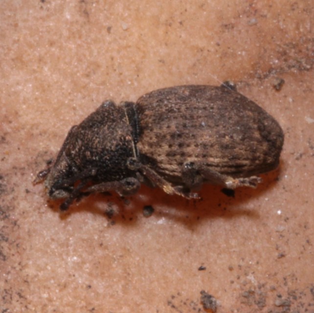 Otiorhynchus raucus - molyhos gyalogormányos