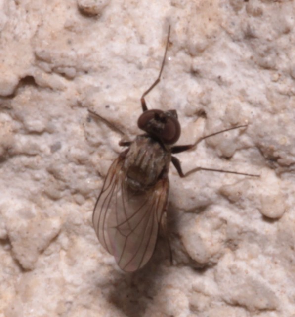 Medetera