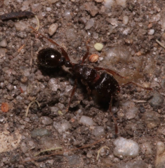 Tetramorium