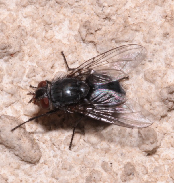 Calliphora vicina - kék dongólégy