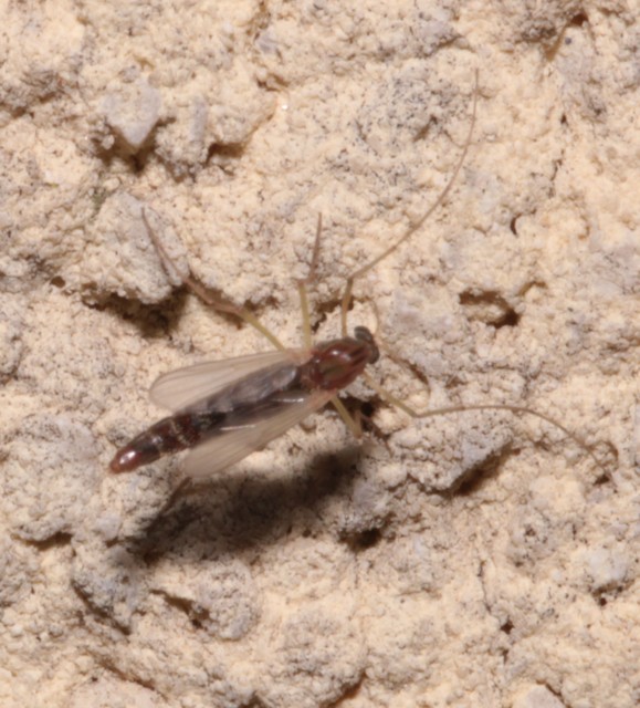 Chironominae