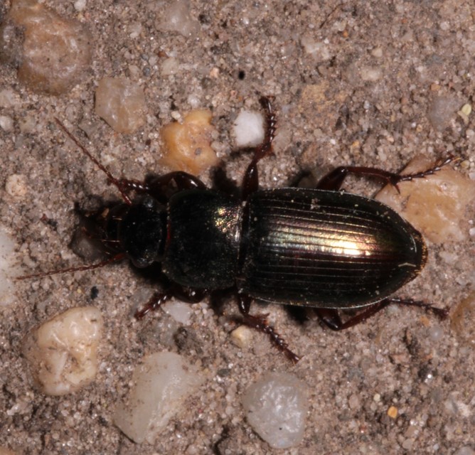 Harpalus affinis - szőrösszárnyú lomhafutó