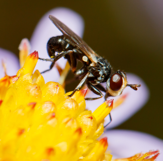 Thecophora