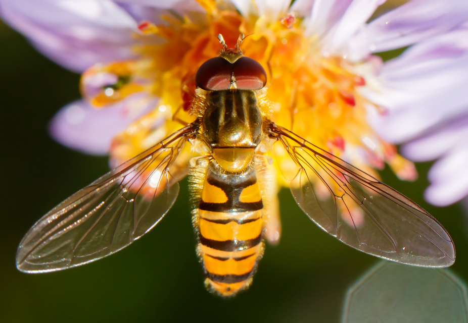 Episyrphus balteatus - ékfoltos zengőlégy