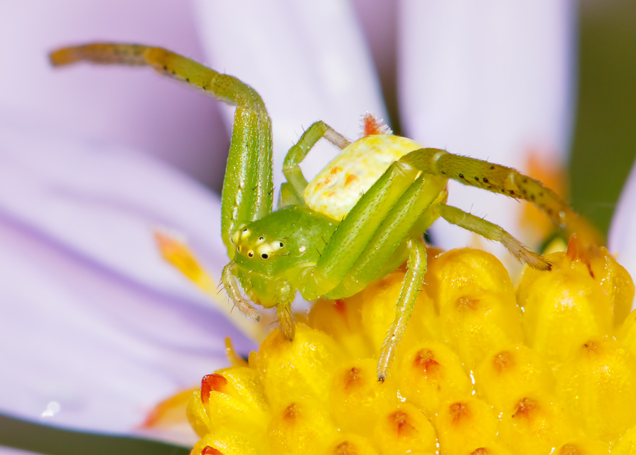 Ebrechtella tricuspidata - alakoskodó karolópók