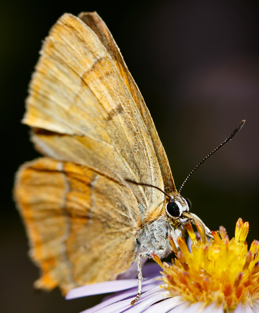 Thecla betulae - nyírfalepke