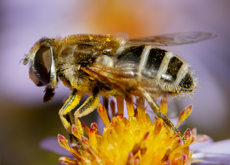Eristalis arbustorum - fehérarcú herelégy