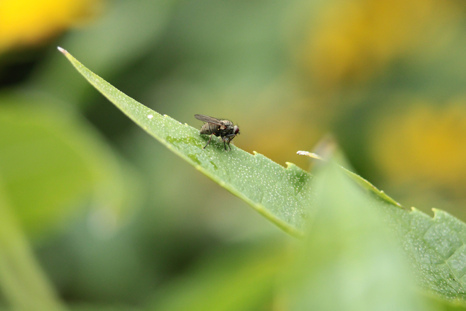 Coenosia tigrina