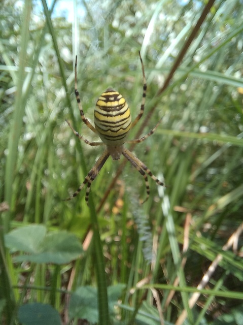 Argiope bruennichi - darázspók