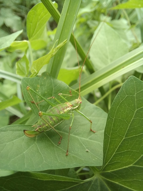 Leptophyes albovittata - közönséges virágszöcske
