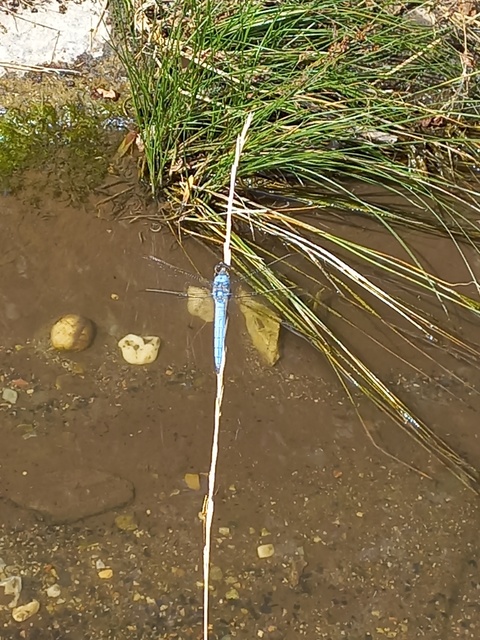 Orthetrum brunneum - pataki pásztorszitakötő