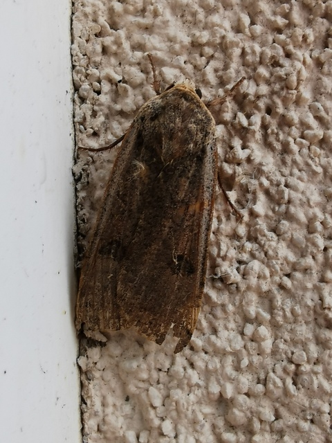 Noctua pronuba - nagy sárgafűbagoly