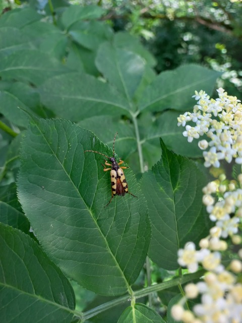 Rutpela maculata - tarkacsápú karcsúcincér