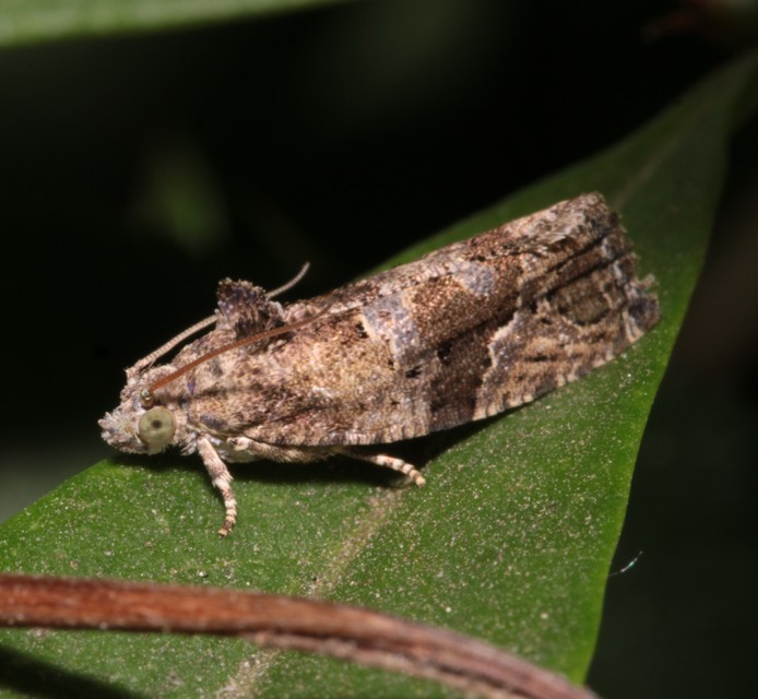 Eudemis
