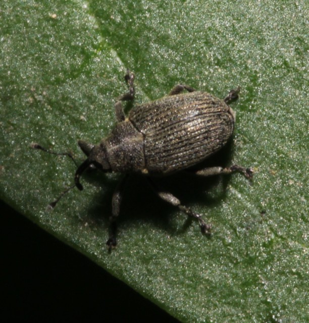 Ceutorhynchus obstrictus - repcebecő-ceutormányos