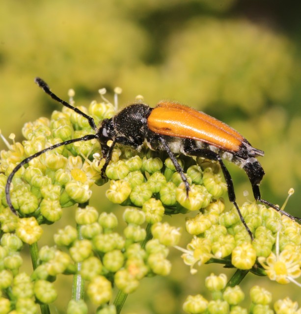 Stictoleptura fulva - vörhenyes virágcincér