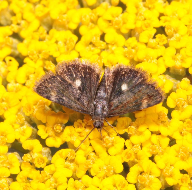 Heliothela wulfeniana - fényes kormosmoly