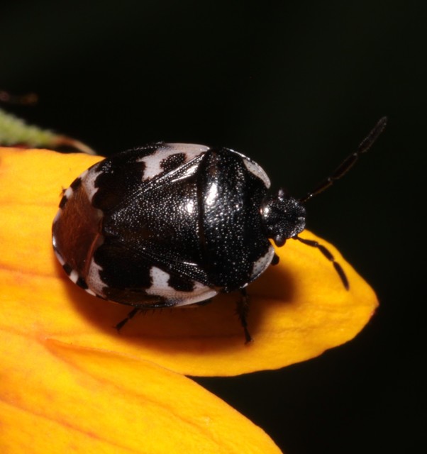 Tritomegas bicolor - foltos földipoloska