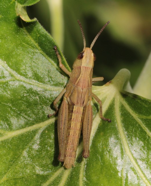 Chorthippus (Chorthippus) (subgenus)