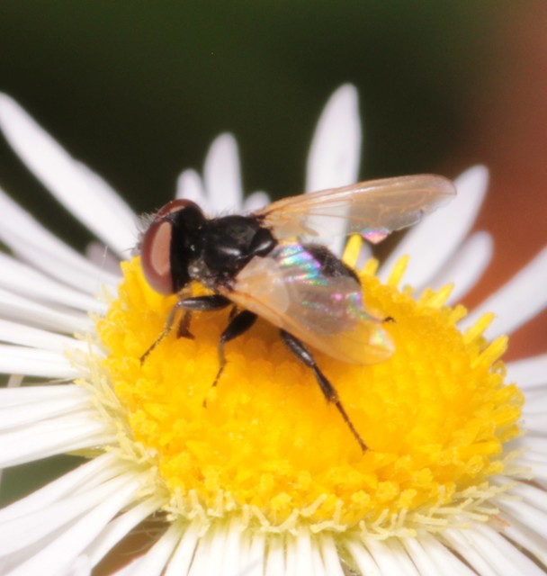 Phasia