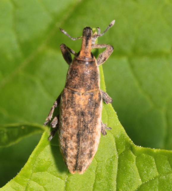 Lixus subtilis - disznóparéj-dudvabarkó