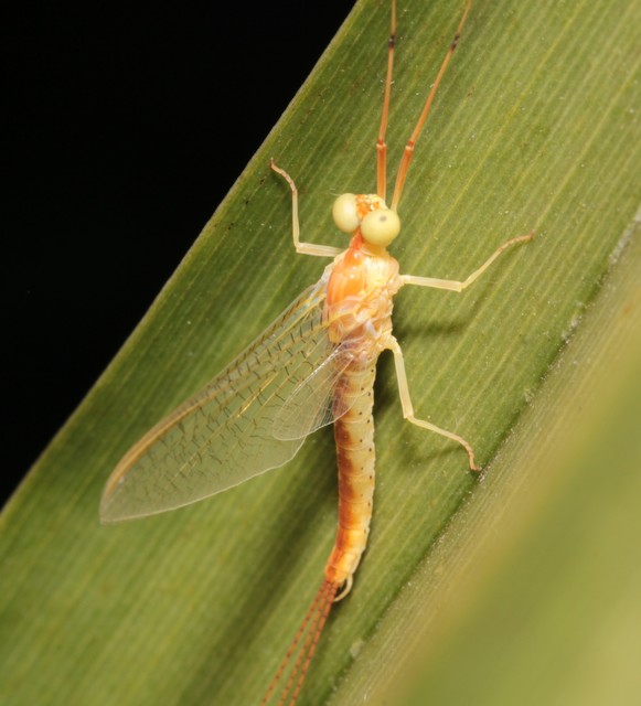 Potamanthus luteus - folyamvirág