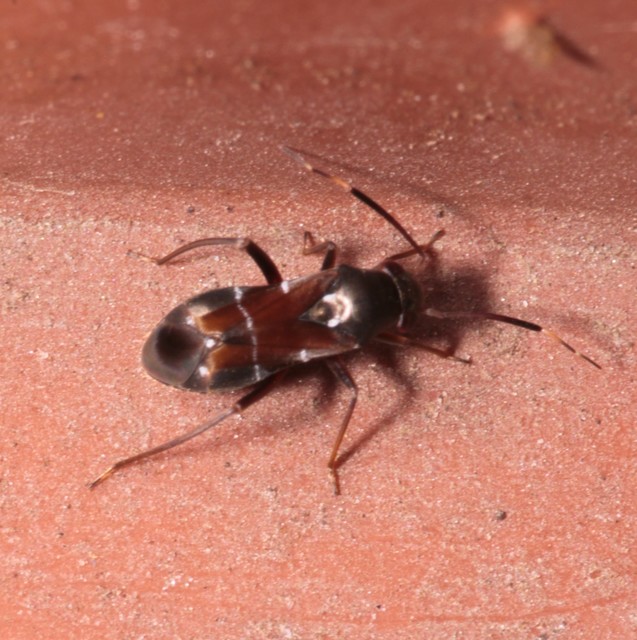Pilophorus Pilophorus