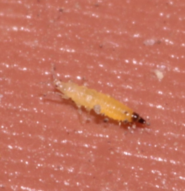 Thysanoptera - Tripszek