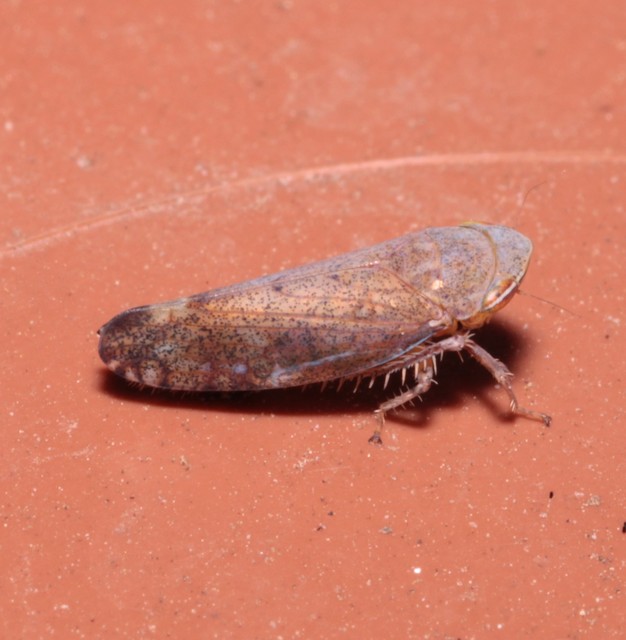 Fieberiella florii