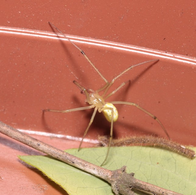 Enoplognatha ovata - vonalas törpepók