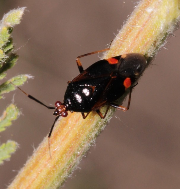 Deraeocoris ruber - vöröses mezeipoloska